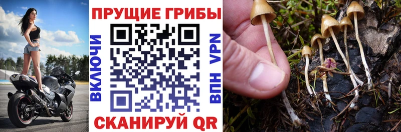 Галлюциногенные грибы мицелий  как найти   Талдом 